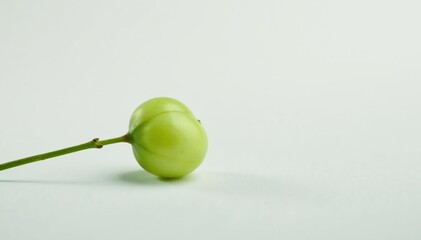 Single, delicate sapling against pure white backdrop, minimalist, branch, studio shot