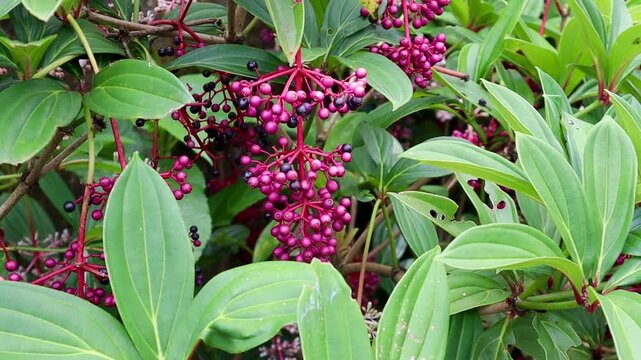 Medinilla magnifica cascading clusters of magenta berries amidst vibrant green foliage