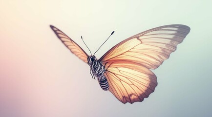 Obraz premium Close-up of a vibrant butterfly with outstretched wings on a soft gradient.