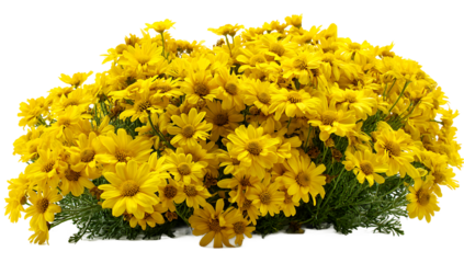Close-up of vibrant yellow daisies blooming on a transparent background