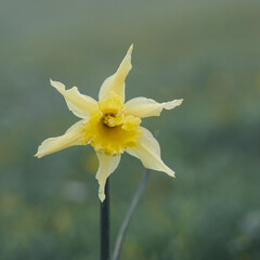 daffodil  Narcissus, Lent Lily in the garden in springtime, yellow flower