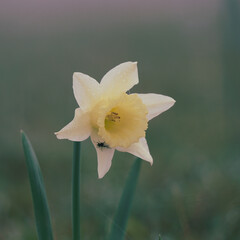 daffodil  Narcissus, Lent Lily in the garden in springtime, yellow flower