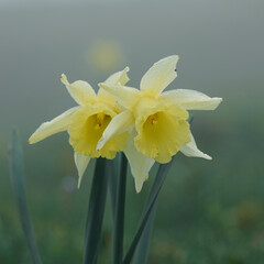 daffodil  Narcissus, Lent Lily in the garden in springtime, yellow flower