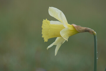 daffodil  Narcissus, Lent Lily in the garden in springtime, yellow flower