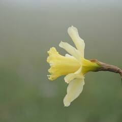 daffodil  Narcissus, Lent Lily in the garden in springtime, yellow flower