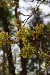 Close-up of maple tree branches with many yellow flowers on springtime season. Acer Saccharum