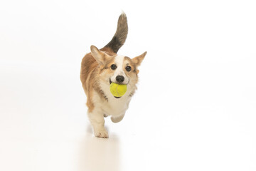Welsh Corgi Pembroke on white background