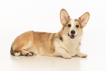 Welsh Corgi Pembroke on white background