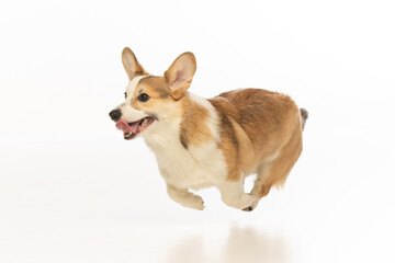 Welsh Corgi Pembroke on white background