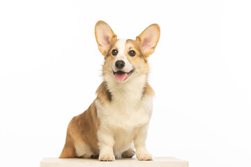 Welsh Corgi Pembroke on white background