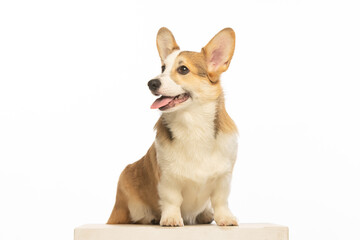 Welsh Corgi Pembroke on white background