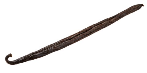 vanilla bean isolated on white background, PNG