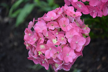 Lovely Pink Hydrangea Flowers Blooming and Flowering