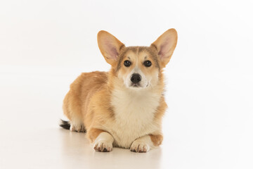 Welsh Corgi Pembroke on white background