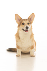 Welsh Corgi Pembroke on white background