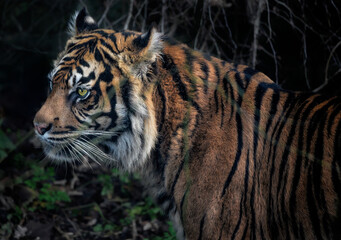 A close up of a Sumatran Tiger in the forest (through the trees)