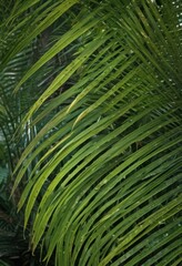 Naklejka premium Intricate texture of a vibrant green palm frond, tropical detail , palm, biology