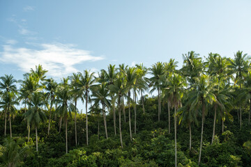 Fototapeta premium Tropical coconut palm trees growing on lush green hill under blue sky. Exotic nature scenery, perfect for summer, travel, eco wallpaper, and natural landscape backgrounds.