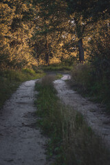 A winding road leading into a sunlit forest, evokes a sense of journey and exploration. The pathway disappears around the corner, and the path offers an inviting sense of serenity