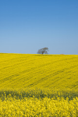 A rural Sussex spring farm landscape, with canola crops growing beneath a blue sky