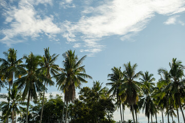 Coconut palm trees with clear blue sky and white clouds. Tropical nature background, peaceful summer vibe, ideal for vacation concept, eco wallpaper, and nature landscape design.