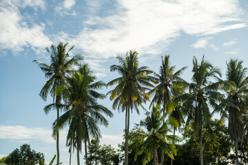 Coconut palm trees with clear blue sky and white clouds. Tropical nature background, peaceful...
