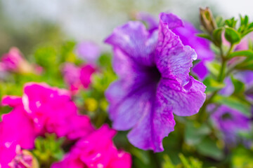 Obraz premium Close-up of vibrant pink petunia flowers in full bloom, beautiful floral garden background.