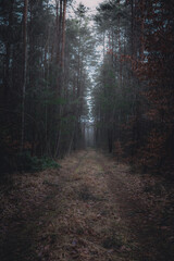 Obraz premium Mysterious forest path on a foggy day, leading deep into the woods. The path is lined with tall trees, creating a sense of depth and mystery.