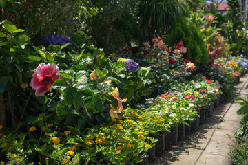 Obraz premium A Roadside Plant Nursery Display With Different Flowering And Ornamental Plants In The Philippines