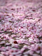 Soft Pink Carpet of Fallen Cherry Blossoms