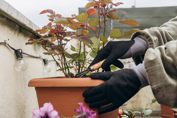 close up  women's hands digging the earth with rake in a flower pot with a rose on the balcony...