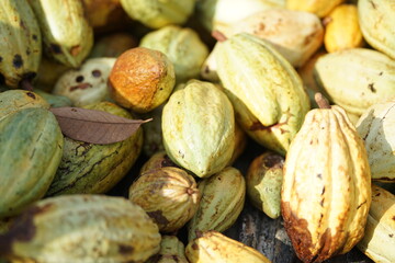 a ripe cacao pod with an orange-brown color, surrounded by numerous other cacao pods in shades of green, yellow, and brown