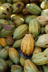 a ripe cacao pod with an orange-brown color, surrounded by numerous other cacao pods in shades of green, yellow, and brown