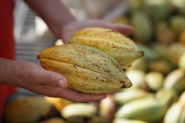 hand holding a ripe cacao pod with an orange-brown color, surrounded by numerous other cacao pods...