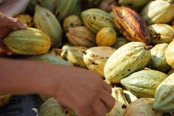 hand holding a ripe cacao pod with an orange-brown color, surrounded by numerous other cacao pods in shades of green, yellow, and brown. The image highlights the harvesting process of cacao