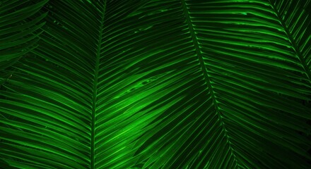 Fototapeta premium Lush Green Palm Leaves Displaying Intricate Leaf Patterns in Tropical Setting