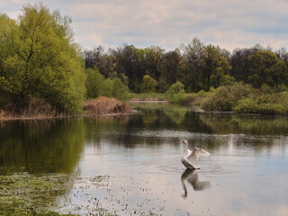 Obedska pond - Obedska bara large swamp and forest area and natural reserve along Sava river in Serbia with swan in the water
