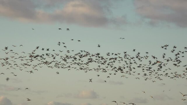 Birds flying in the winter sky as geese migrate in England  in large flock nature and wildlife UK 4K
