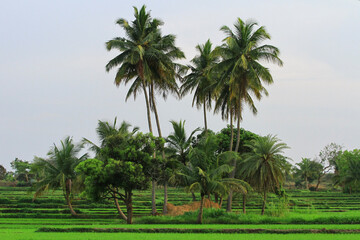 Obraz premium An image of coconut trees found in India.
