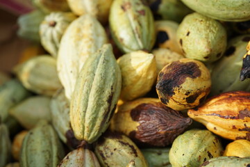 a ripe cacao pod with an orange-brown color, surrounded by numerous other cacao pods in shades of green, yellow, and brown