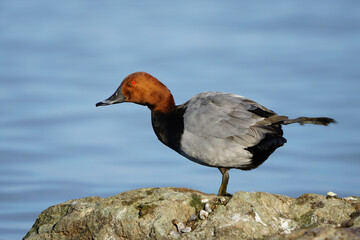 Wildlife, birds. Common pochard (Aythya ferina) is a diving duck species. They live in lakes and other closed waters, they are also seen in the seas. It feeds on leaves, stems and roots of aquatic pla