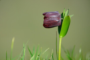Close-up image of an inverted tulip on a green background.