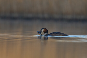 Great Crested Grebe (Podiceps cristatus) carrying a recently caught fish in its beak on the Somerset Levels in Somerset, United Kingdom.