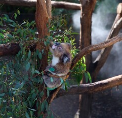 Koala