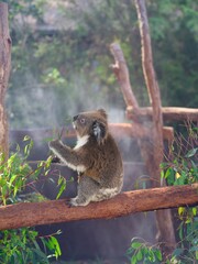 Koala