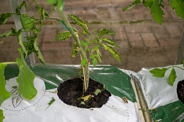 Young tomato plant growing in rich soil in plastic grow bag in greenhouse