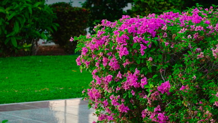 Bougainvillea Blooming Bush Side View Vibrant Bright Green Pink