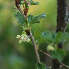 Close-up of Gooseberry bush in bloom with white flowers on branches. Ribes uva-crispa on springtime