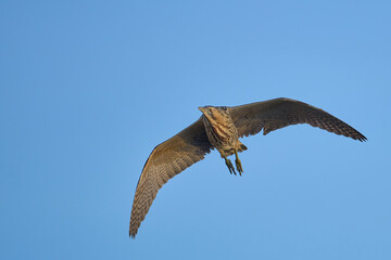 Bittern (Botaurus stellaris) in flight against a blue sky over the Somerset Levels in Somerset, England, United Kingdom