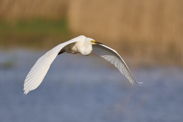 Great White Egret (Ardea alba) flying over reedbeds of the Somerset Levels in Somerset, United...